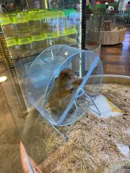 -卡通尼·Safari非洲探索乐园·生日会(金桥国际商业广场店)