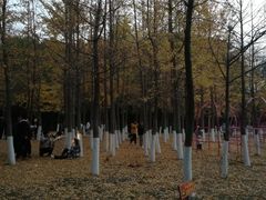 -长白岛森林公园