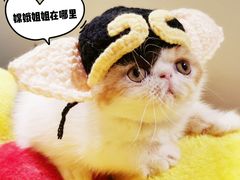 -70cat德文卷毛猫·缅因猫纯种猫舍