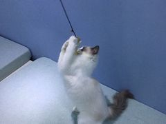 -喵的天空名猫咖啡馆·撸猫·猫舍·用品