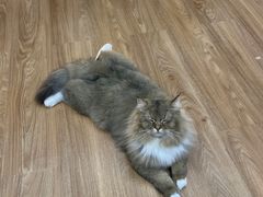 -COLOR PETS 撸猫馆·购猫·猫咖(长风大悦城店)