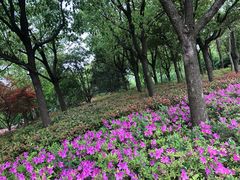 -南翔镇银翔湖公园