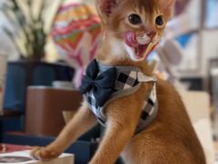 -欣宠猫屋·矮脚拿破仑·蓝金金渐层