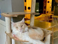 -豆逗聊愈猫阁Easy Life