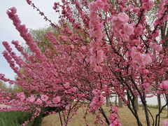 -塘沽森林公园