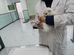 -嘉馨宠物医院·CT影像转诊·心脏科·犬猫全科诊疗中心(下沙大学城院区)