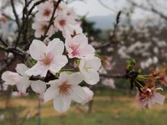 -天适樱花悠乐园