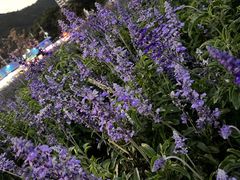 -玫瑰海岸文化旅游度假区