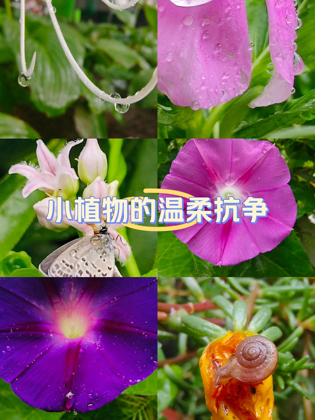 雨后露珠花草图片