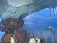 -海合安成都极地海洋公园