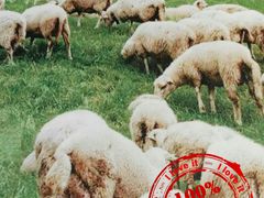 -南门四季铜锅涮肉(左家庄店)