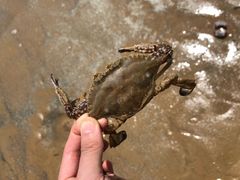 -日照海滨国家森林公园