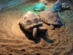 -上海大自然野生昆虫馆
