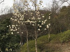 -南京市江宁方山