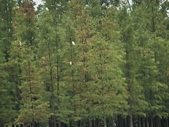 -白鹭湾湿地公园