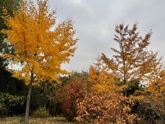 -北京西山国家森林公园