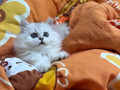 -欣宠猫屋·矮脚拿破仑·蓝金金渐层