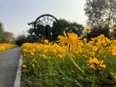 -溱湖国家湿地公园