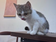 -楼上猫咖(罗湖店)