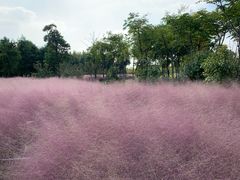 -南湖湿地公园