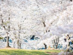 -上海辰山植物园