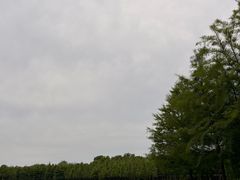 -合肥滨湖国家森林公园