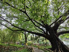 -晓港公园