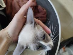 -佳雯宠物医院·皮肤科·内外科(春晓路分院)