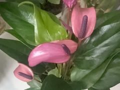 -双季花艺园艺市场(浦东店)