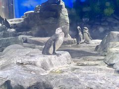 -上海海昌海洋公园