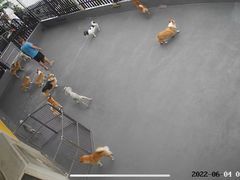 -宠物之家Pets Home 宠物寄养酒店