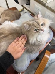 -柚子•猫美睫美甲