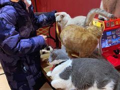 -猫色咖啡·猫咖