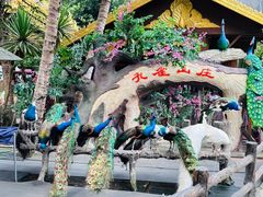 -西双版纳原始森林公园