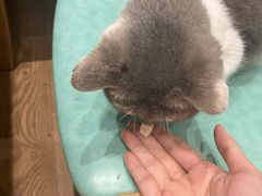 -猫色咖啡·猫咖