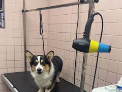 -FAELING PETS美天灵宠物(富力广场店)