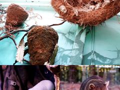 -正佳雨林生态植物园
