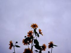 -花开海上生态园