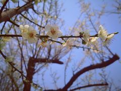 -荔枝公园(福田区)