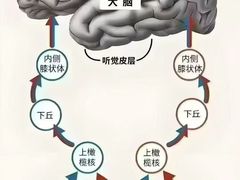 -自然之声助听器·呼吸机(康桥旗舰店)