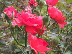 -人民公园(罗湖区)