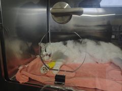 -谐和益家动物医院·免疫绝育·血液透析·宠保定点医院(高新伊藤分院)