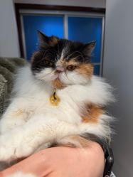 -周大福CHOW TAI FOOK(浦东八佰伴店)