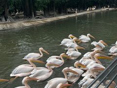 -广州长隆飞鸟乐园