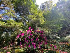 -广州市石门国家森林公园