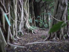 -华侨城湿地公园