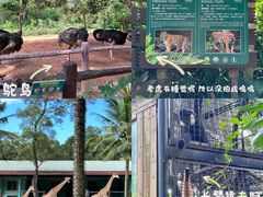 -海南热带野生动植物园