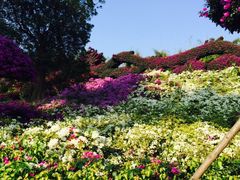 -东南花都花博园