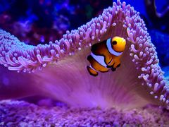 -上海海洋水族馆