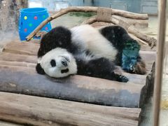 -海南热带野生动植物园